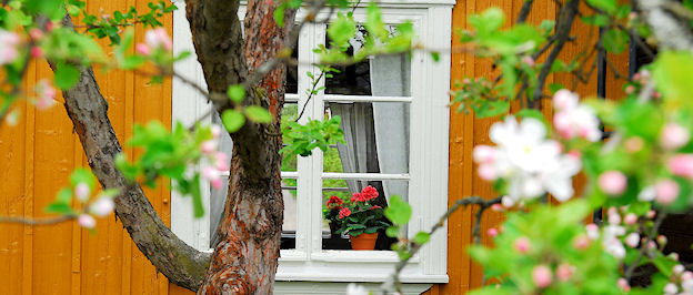 Omenapuu Vanhassa Raumassa.JPG